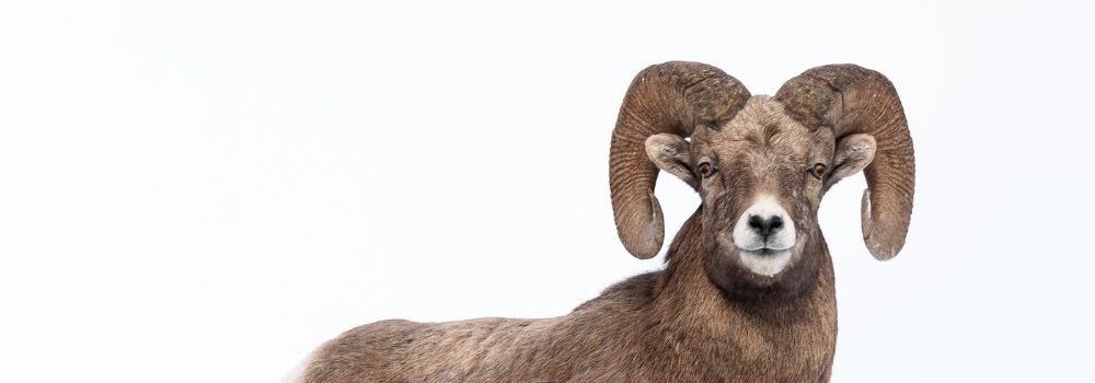 A bighorn ram standing in snow with a all white background.