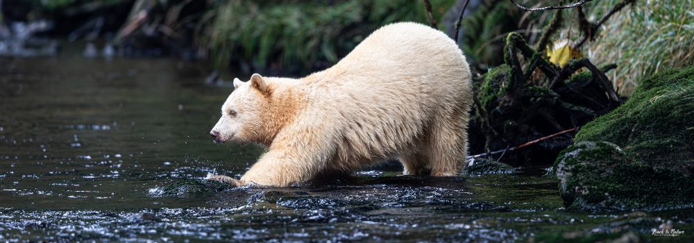A spirit bear entering the river with a green background.