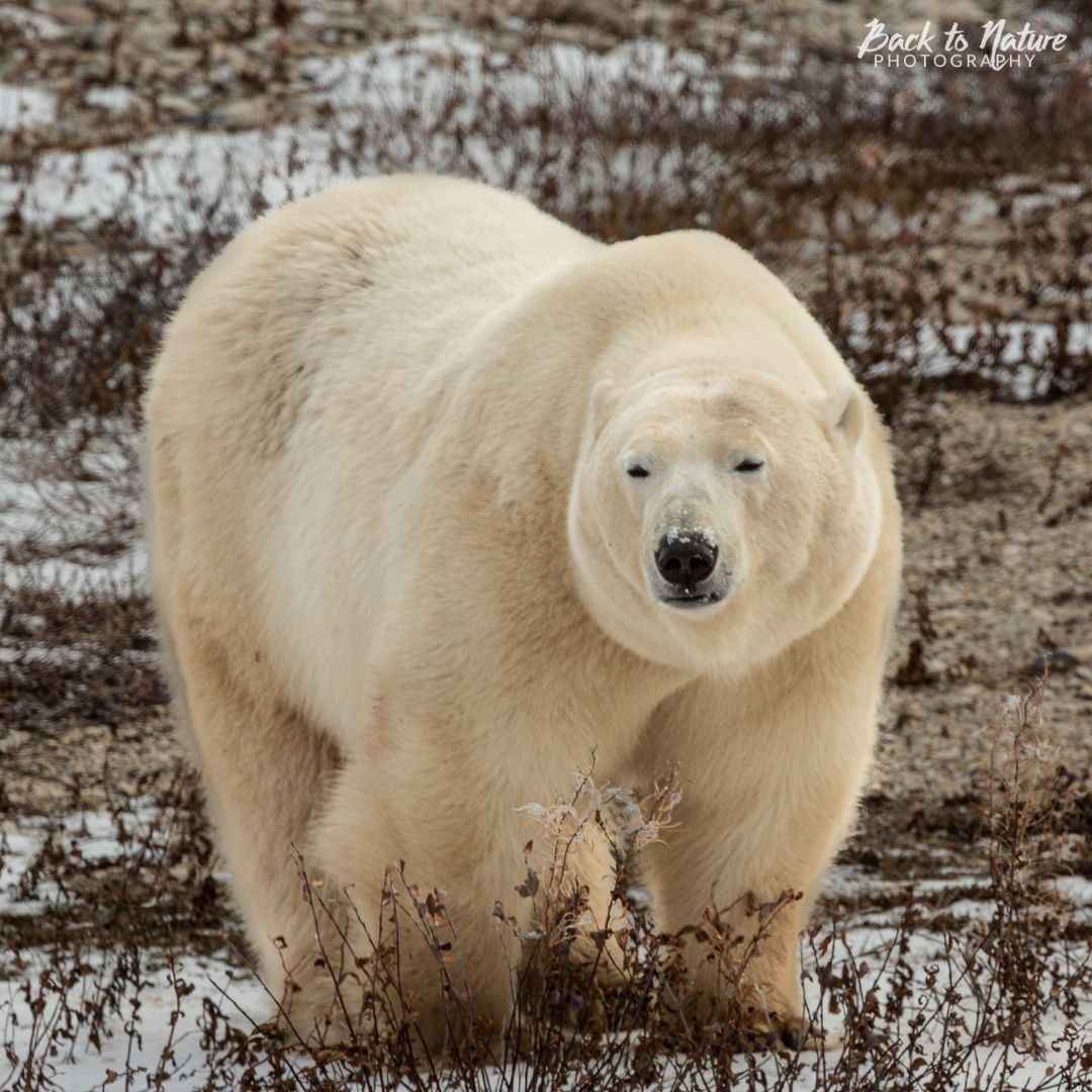 Why We Like Photo Safaris