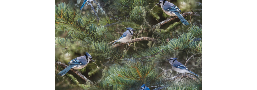 Blue jays in spruce tress.