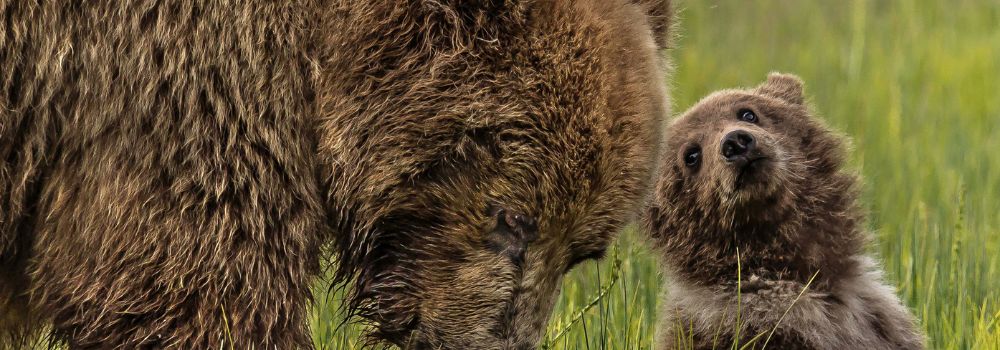 A female Alaskan brown bear and her cub.