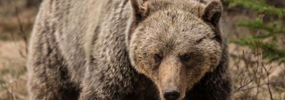 A large grizzly bear with a brown background.