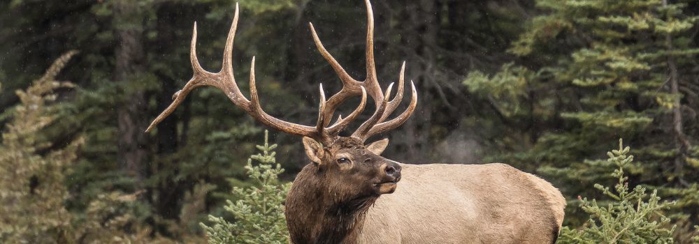 A large bull elk bugling to his lost harem in the cool autumn air.