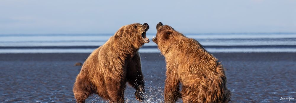 Two Alaskan brown bears fighting on mud flat.