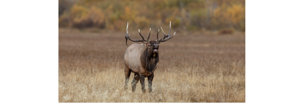 Bull elk bugling in autumn