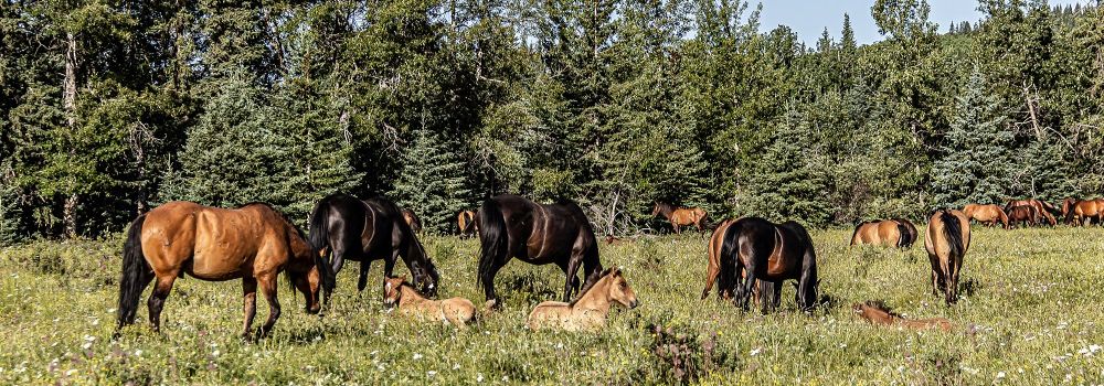 A herd of wild horses in a green meadow.