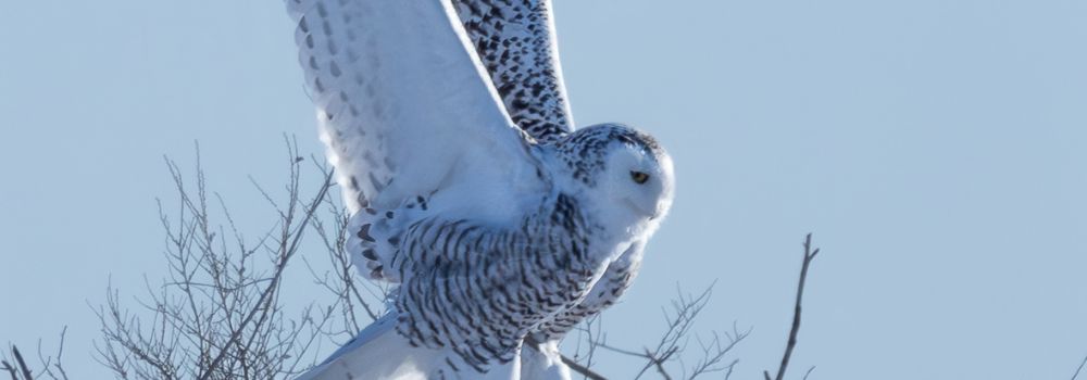 A snowy owl landing on a tree branch.