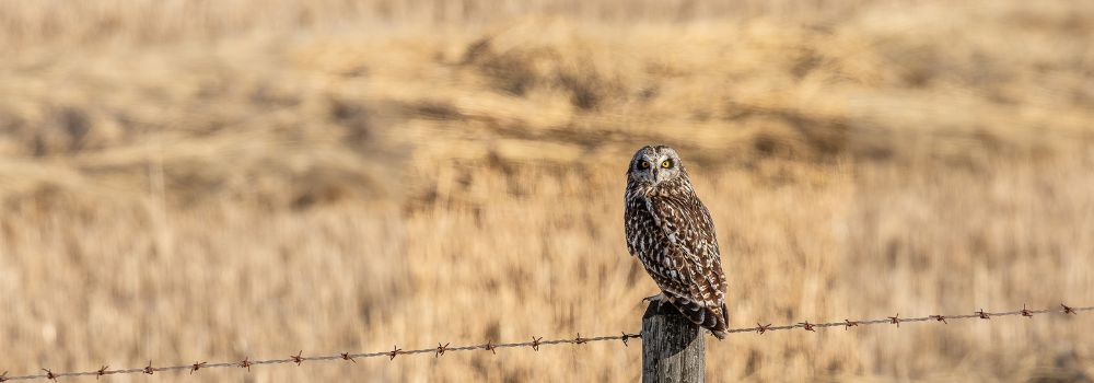 A brown and tan short-eared owl sitting on a fence post with a snow covered stubble field in the background.