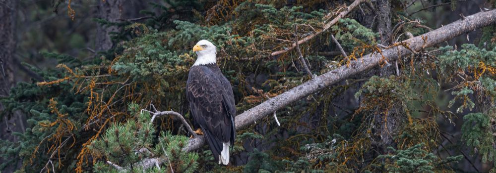 A bald eagle on a branch with green background.