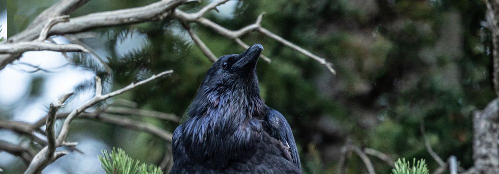 A raven Perch in the old dead tree. 