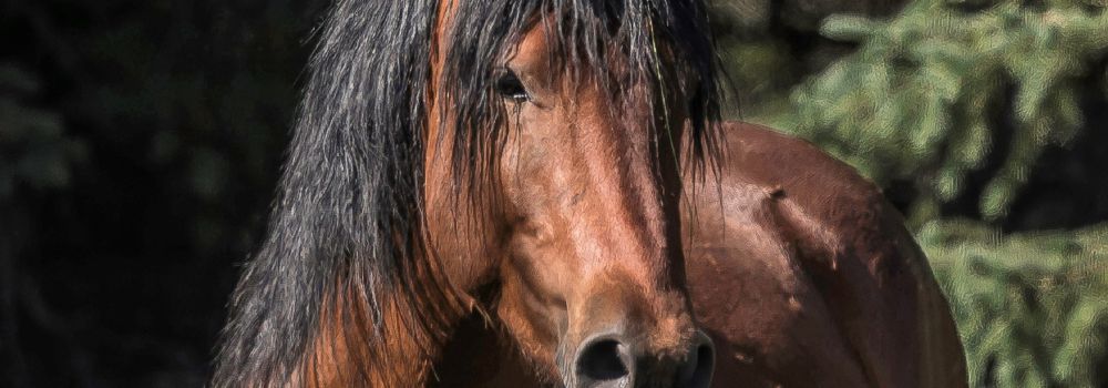 A wild horses stallion portrait.