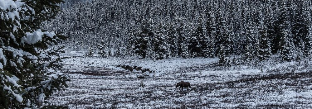 A moose in the distant crossing an alpine meadow after a snow storm