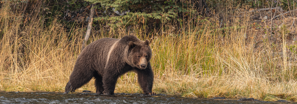 A grizzly Bear from our wildlife photography