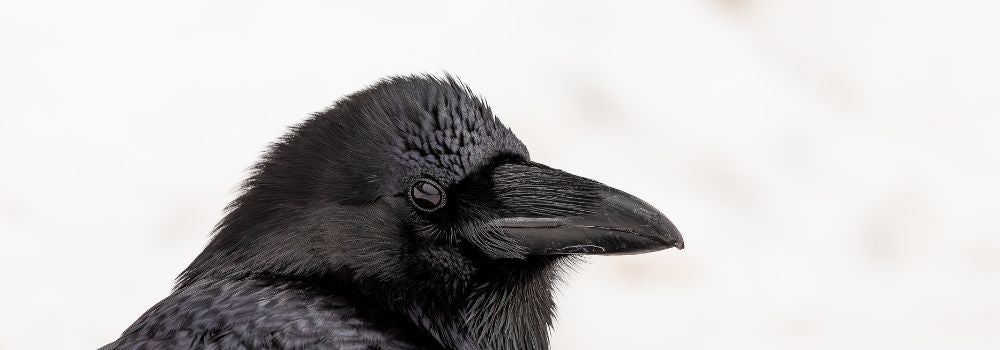 A raven portrait with white background. 
