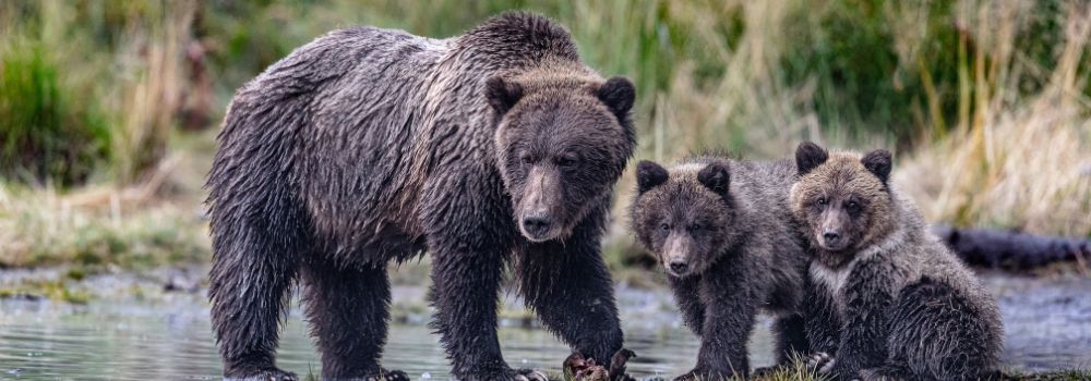 A grizzly bear and two cubs by a river.