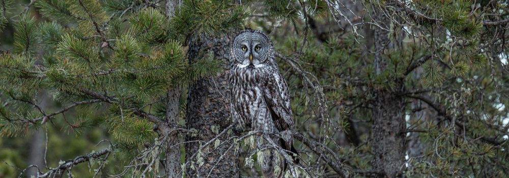 Great Grey Owl Video and Collection