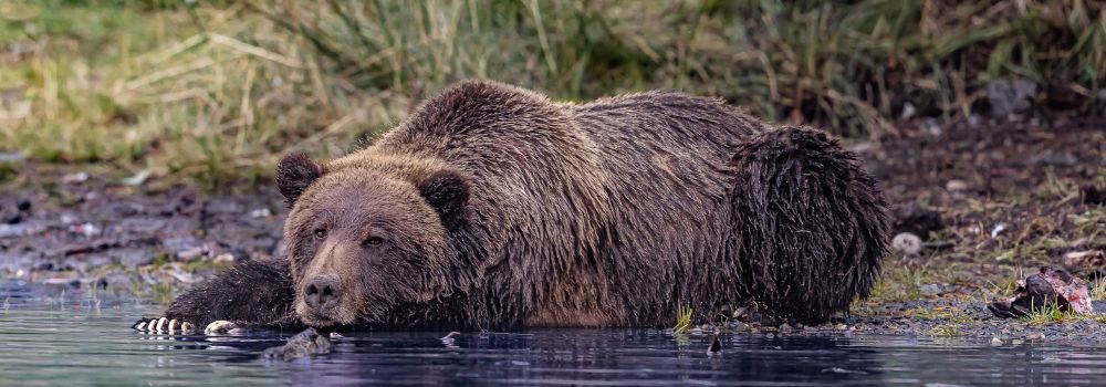 A grizzly bear lying beside a river.