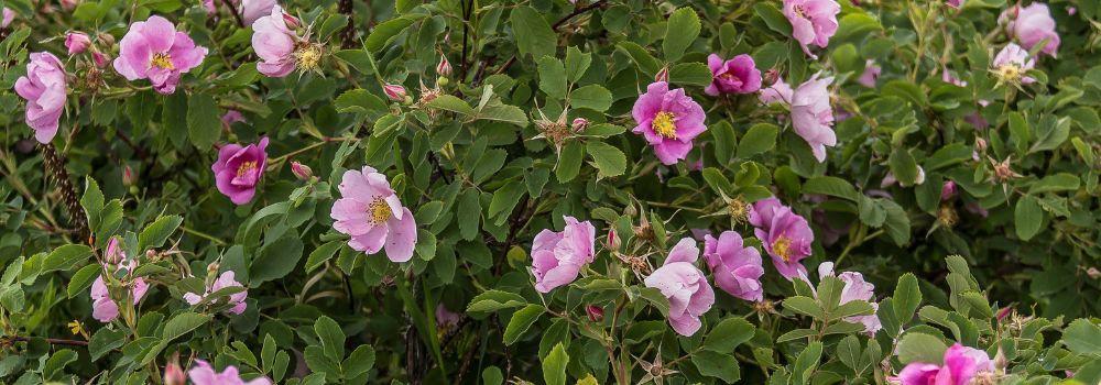 Wild roses with green background.