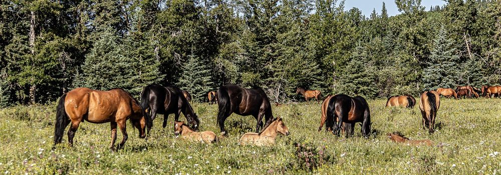 The Majestic Wild Horses of Alberta: Why They Need Our Help