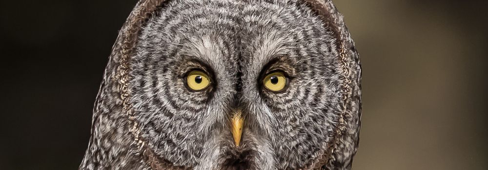 A great gray owl portrait of it's eyes.