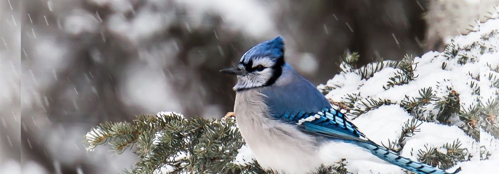 A blue jay with white and green background.