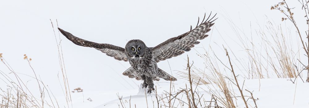 A great gray owl lifting off the snow.