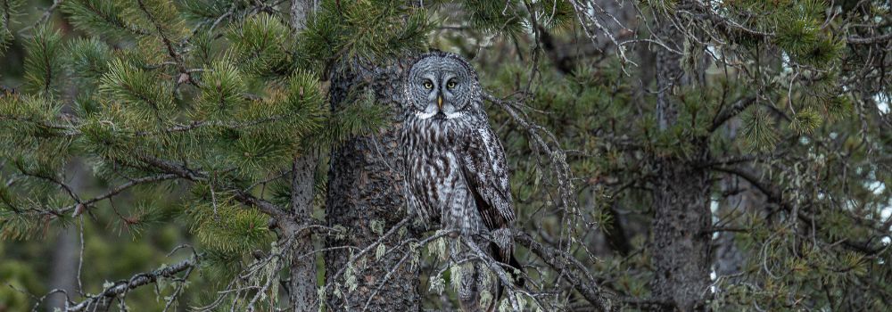 A great gray owl sitting in a pine tree.