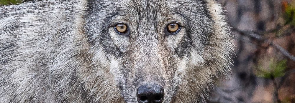 Wolf Portrait