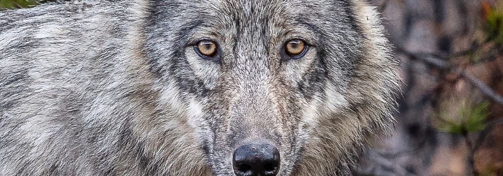 A gray wolf portrait.