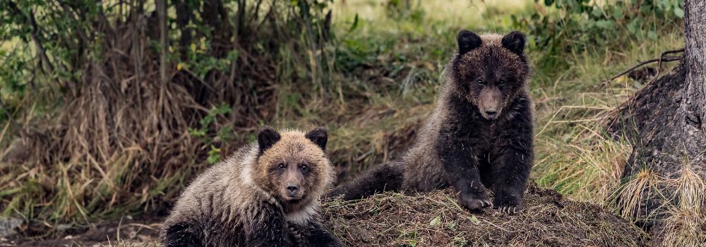 Two grizzly cubs on a mound of dirt.