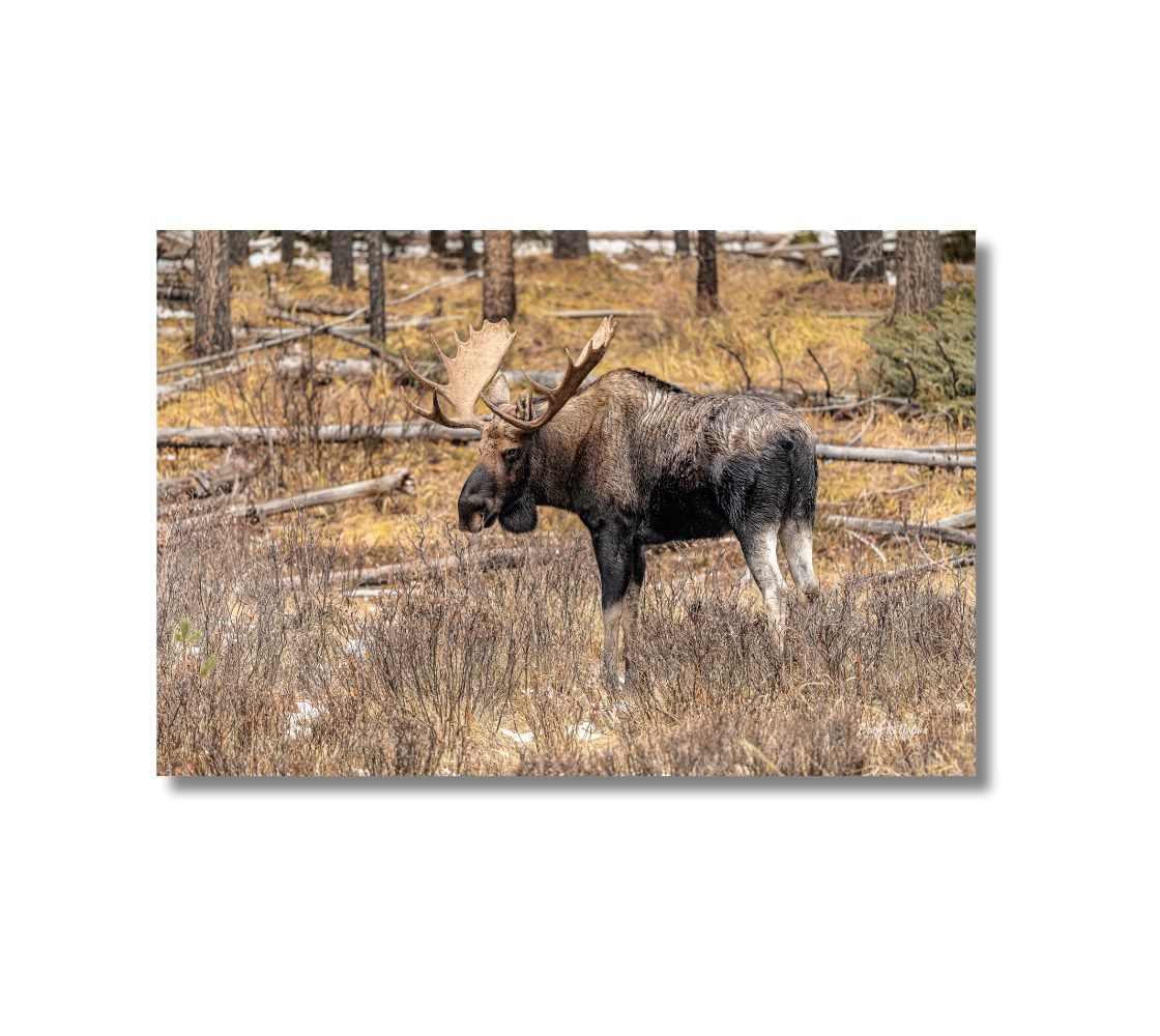 16 x 24 inch Bull moose in autumn rut standing in willows. Background golden grass and logs laying on the ground.