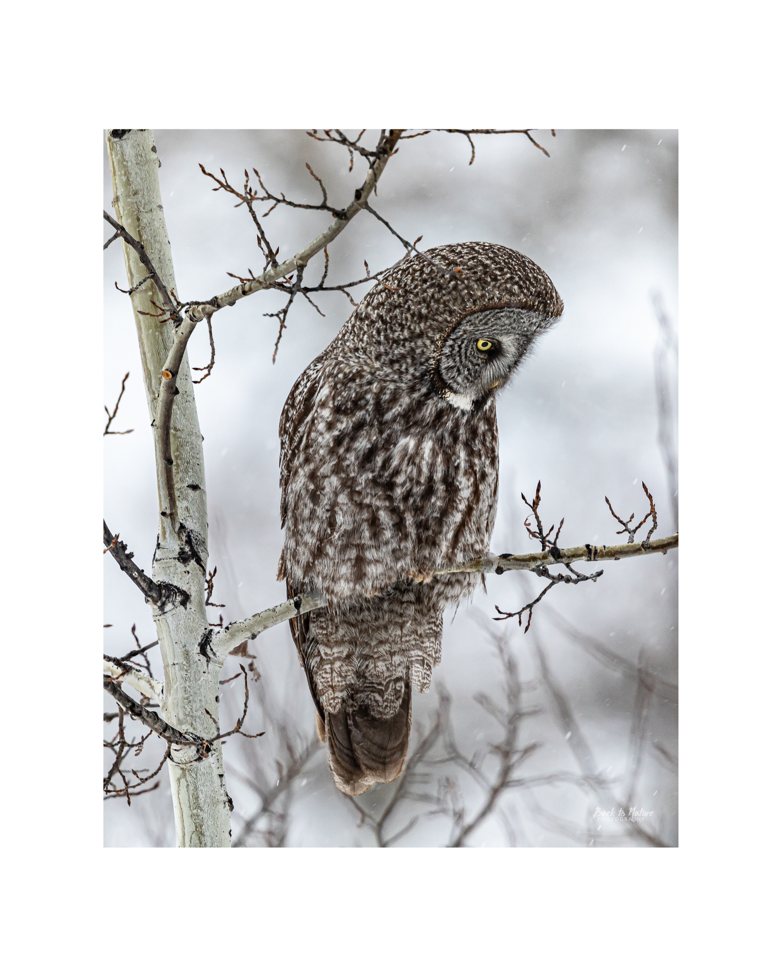 "Anticipation" 8" x 10" Matted Print Great Gray Owl