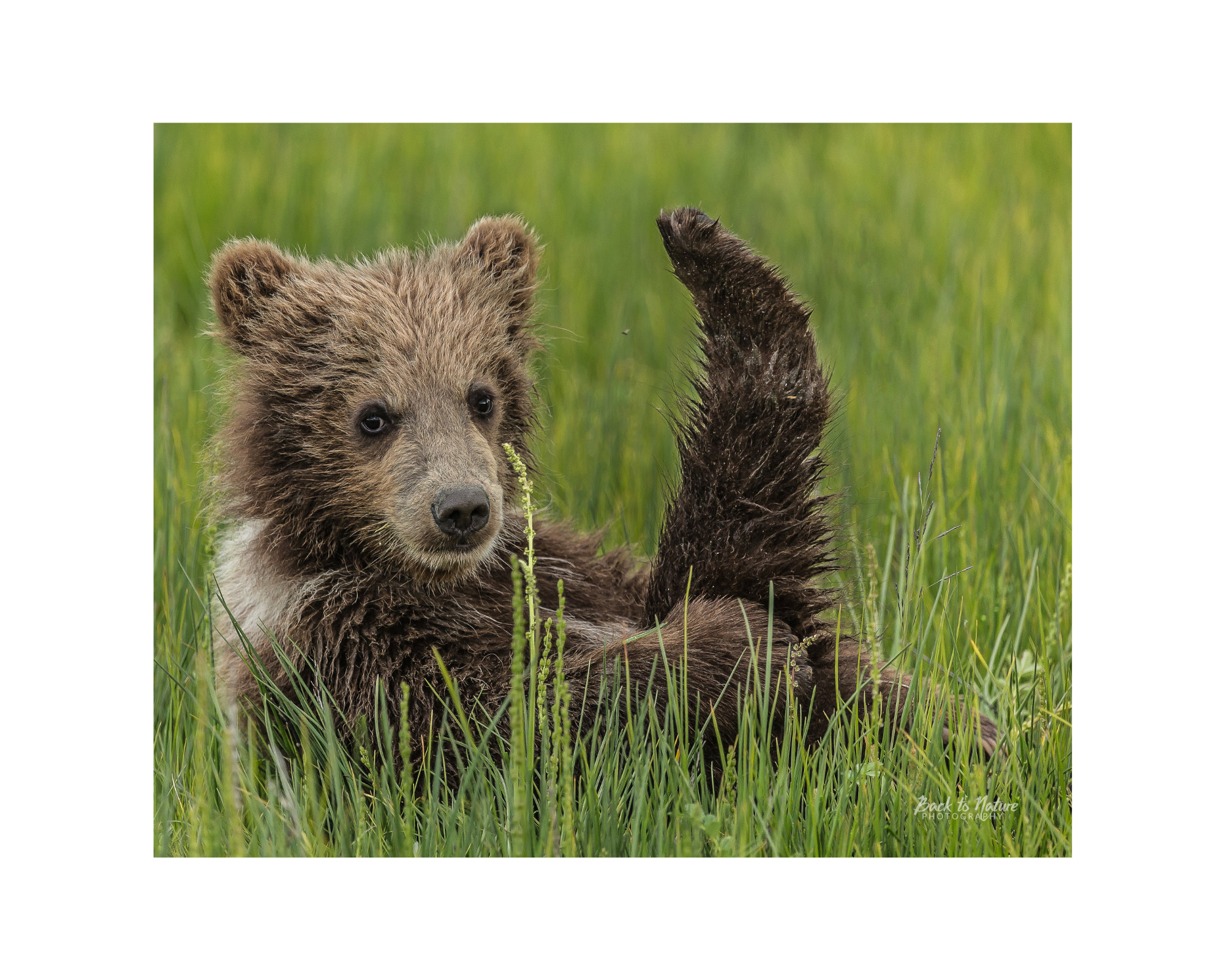 "Baby Yoga Bear" Alaskan Brown Bear Cub -10" x 8" Matted Print