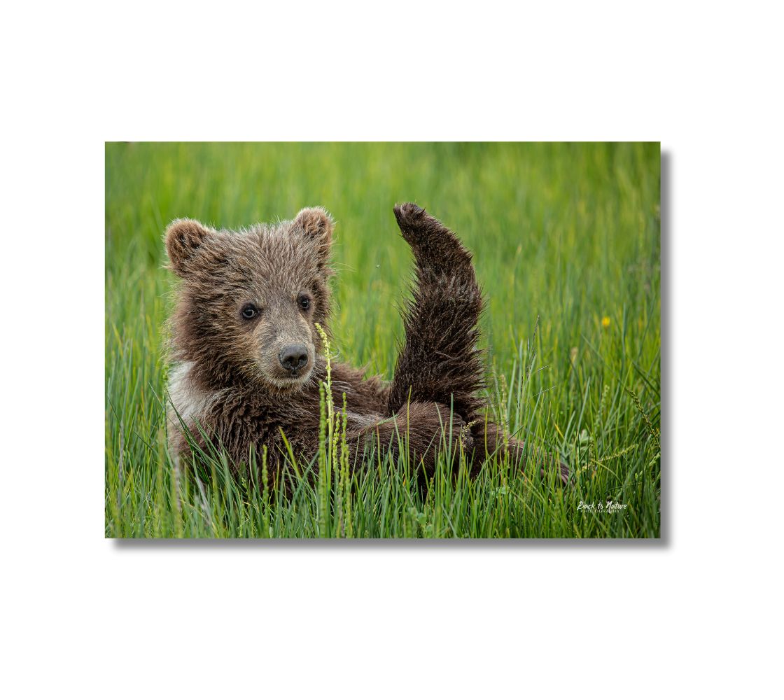 16 x 24 inch Canvas print. Alaskan brown bear cub sitting in the grass. Background blurred green grass.