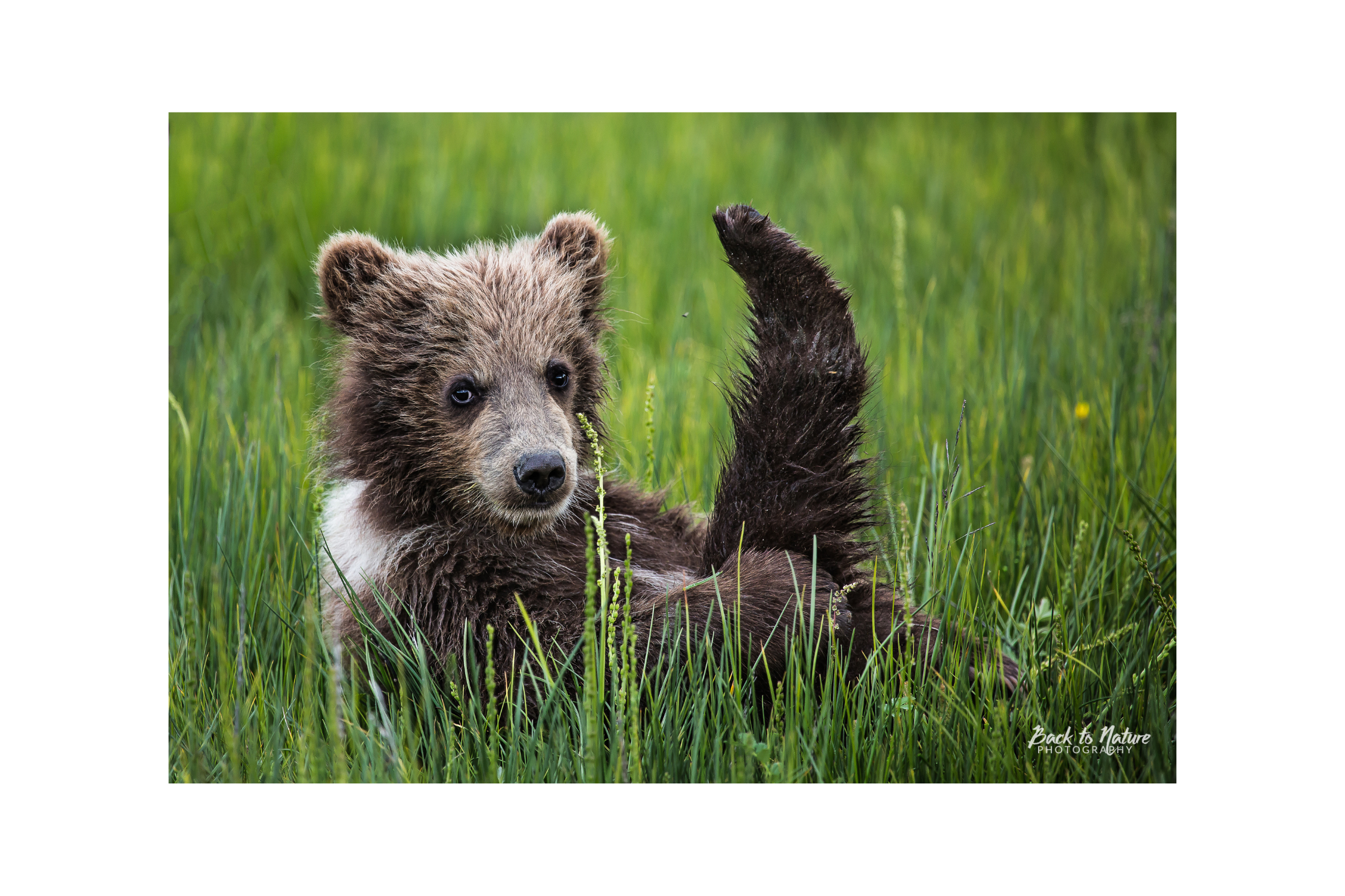 "Baby Yoga Bear" Alaskan Bear Cub Canvas Print