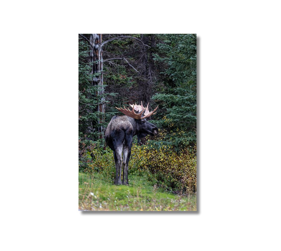 24 x 16 inch Canvas Print. A bull moose standing with his head turn back looking at me. Background is grey and green trees.