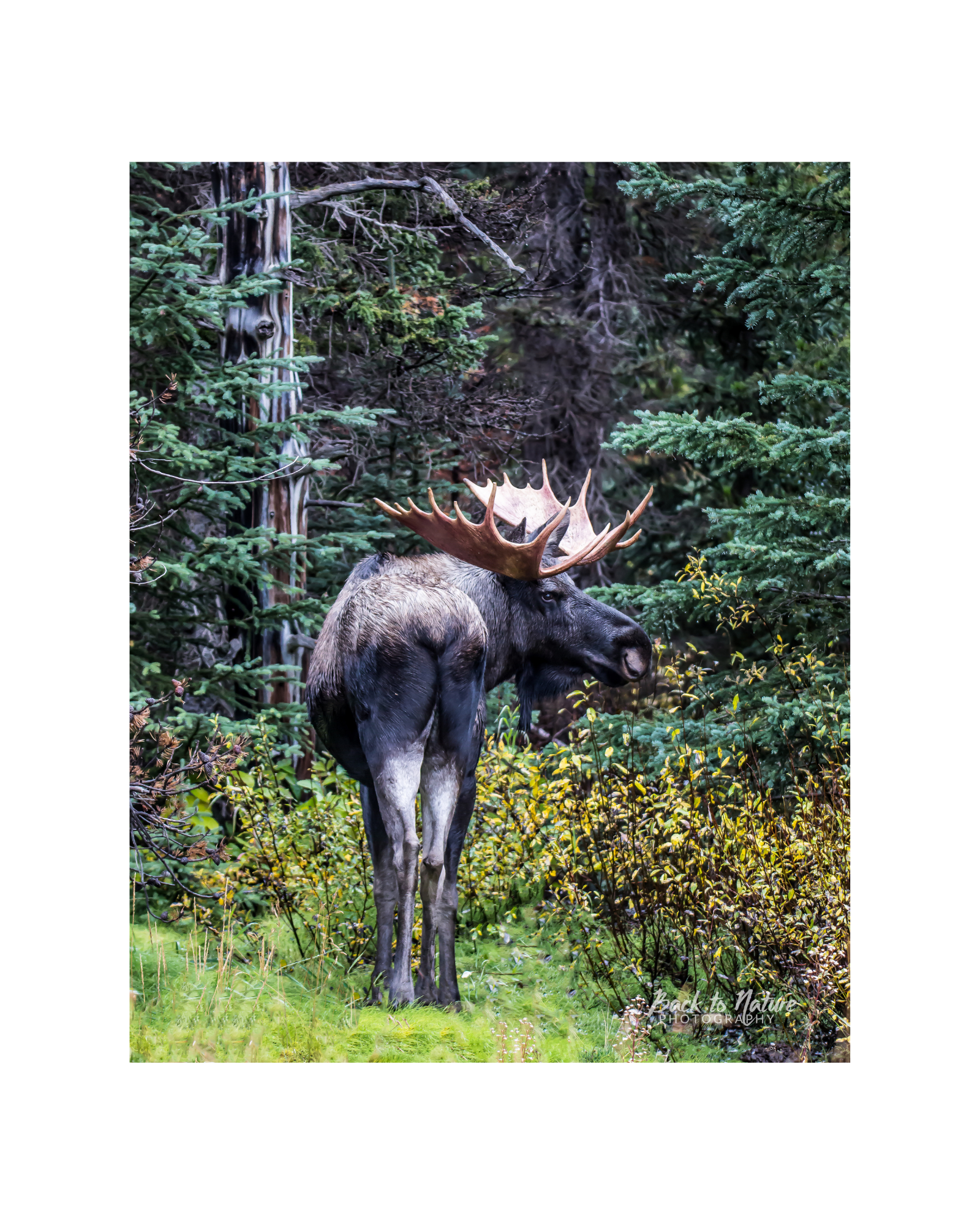 "Back At You" Bull Moose - 8" x 10" Matted Print