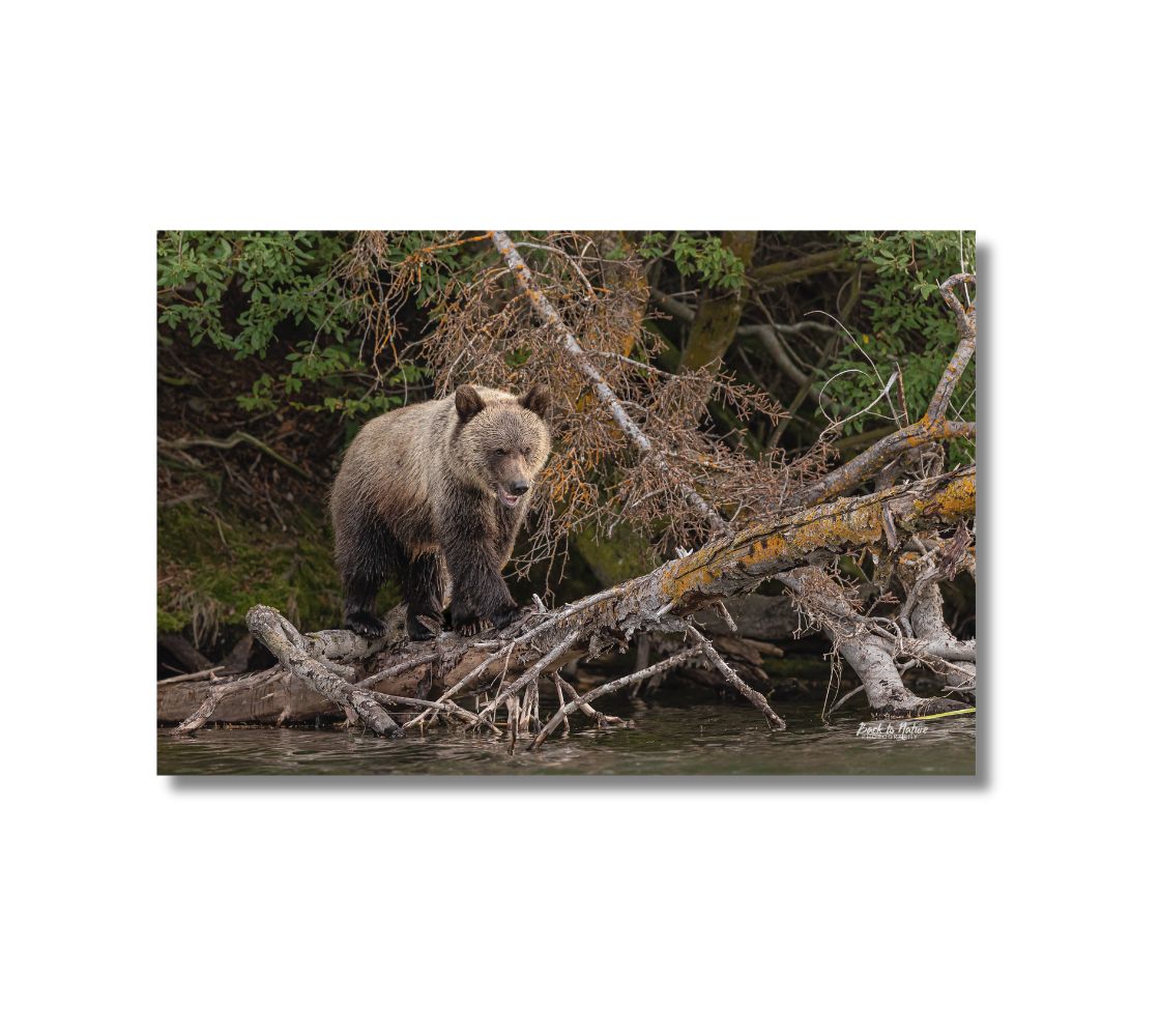 "Balancing Act" BC Mountain Grizzly Cub Canvas Print