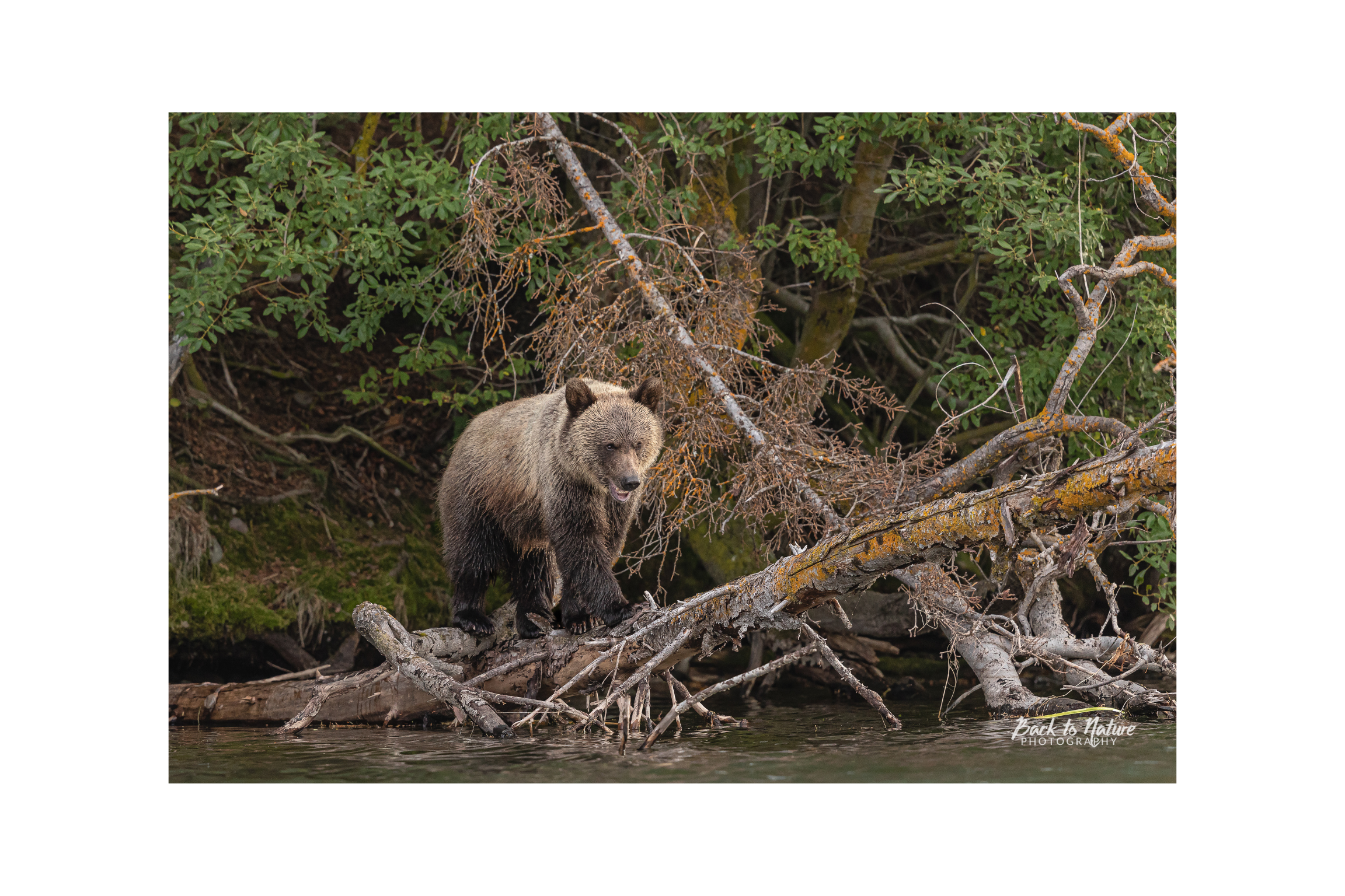 "The Balancing Act" BC Mountain Grizzly Cub Canvas Print