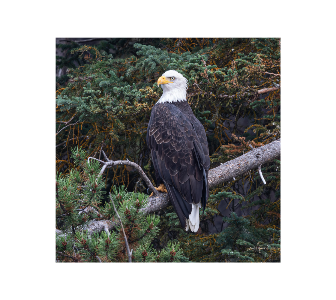 Bald eagle image with a forest background.