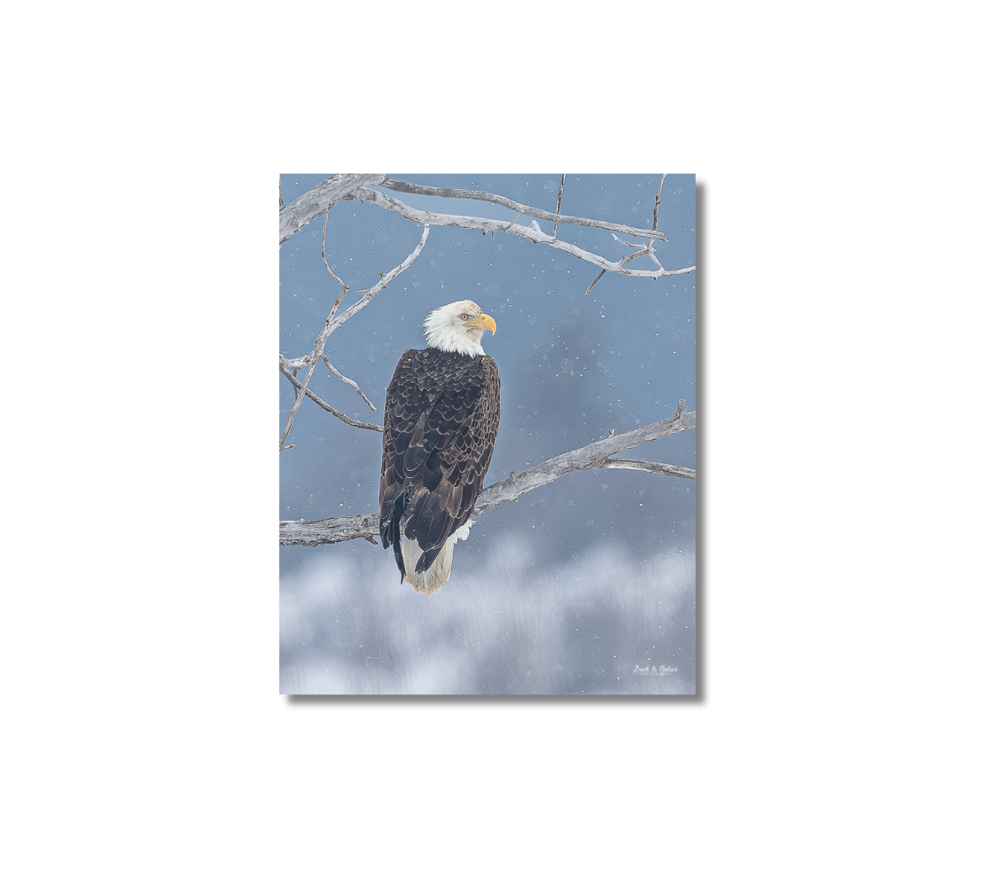 A portrait metal print of our photograph featuring bald eagle perched on a branch with a blue sky background.