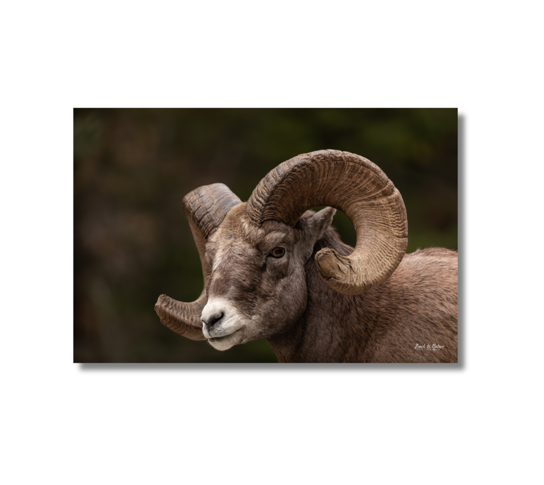 Close-up of a ram with large curved and torn horns on a mottled green background.
