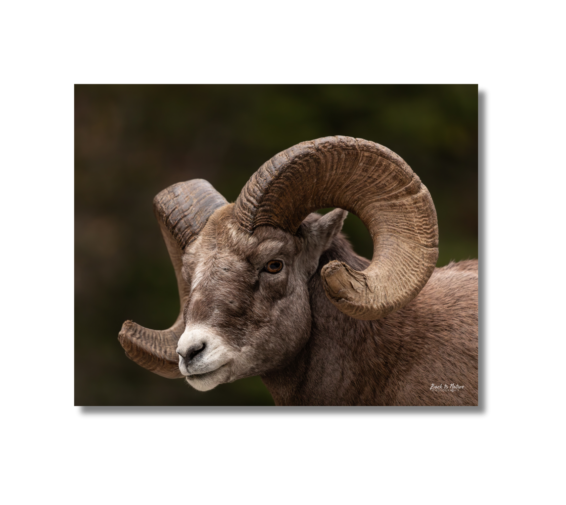 Portrait of a big horn ram with large curved horns on a green background.