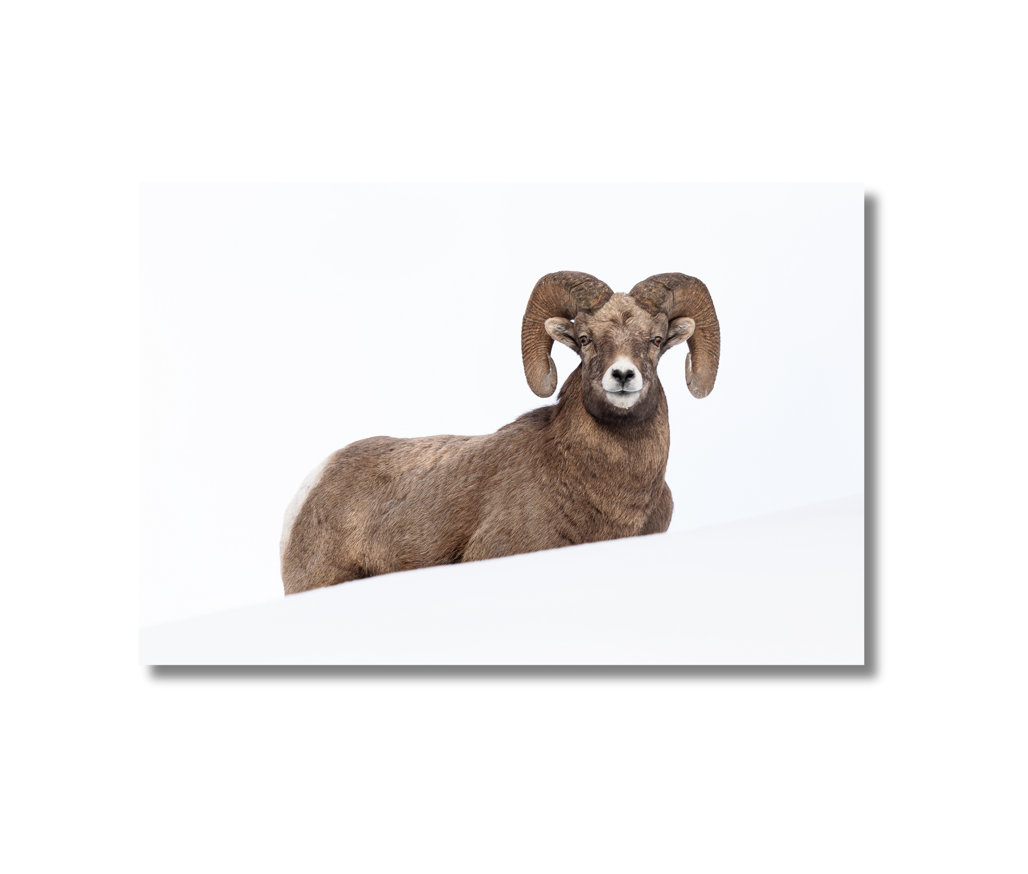 A canvas print of our photograph featuring bighorn ram with a white background . 