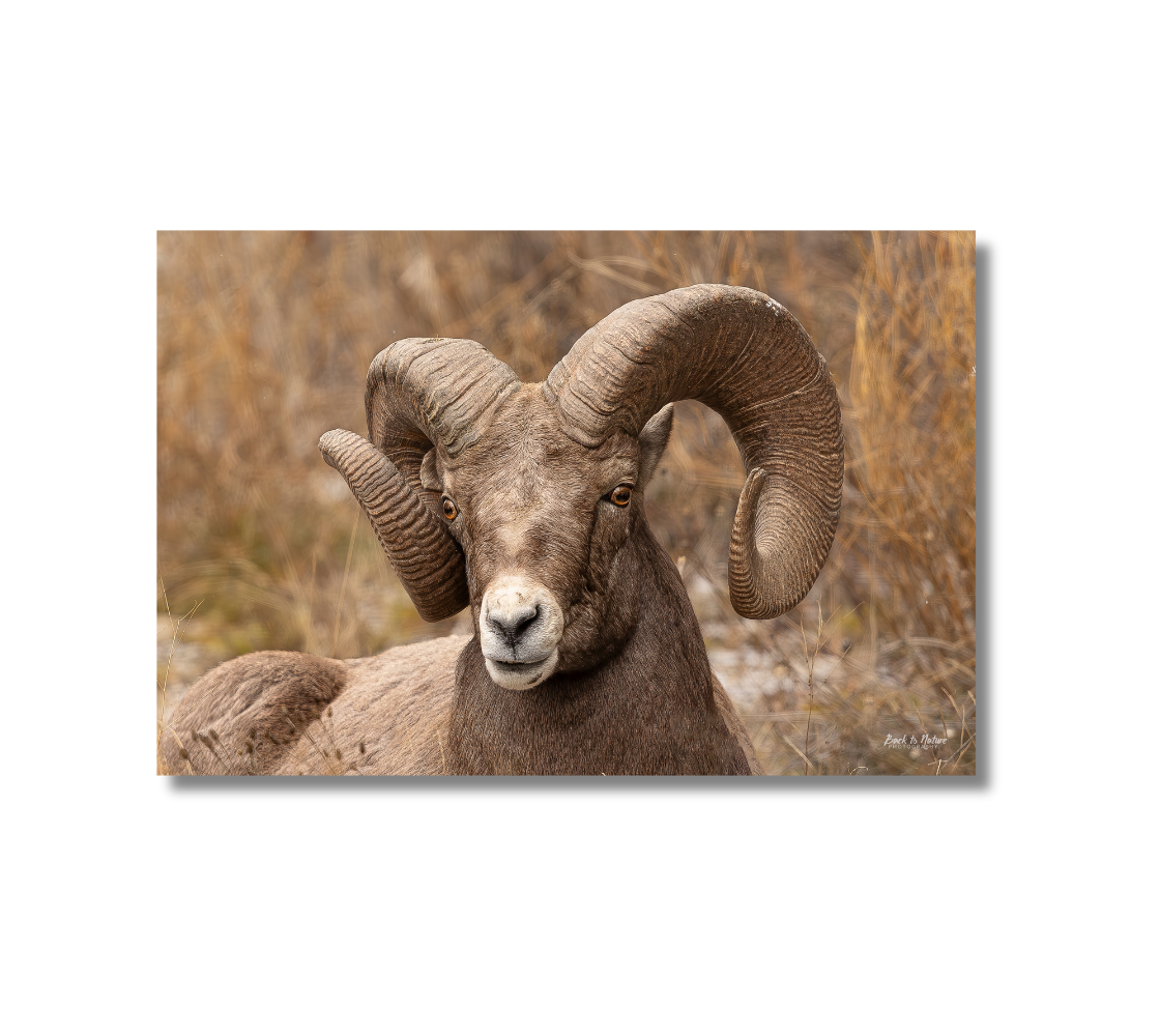 Big horn ram canvas print with a light brown background.