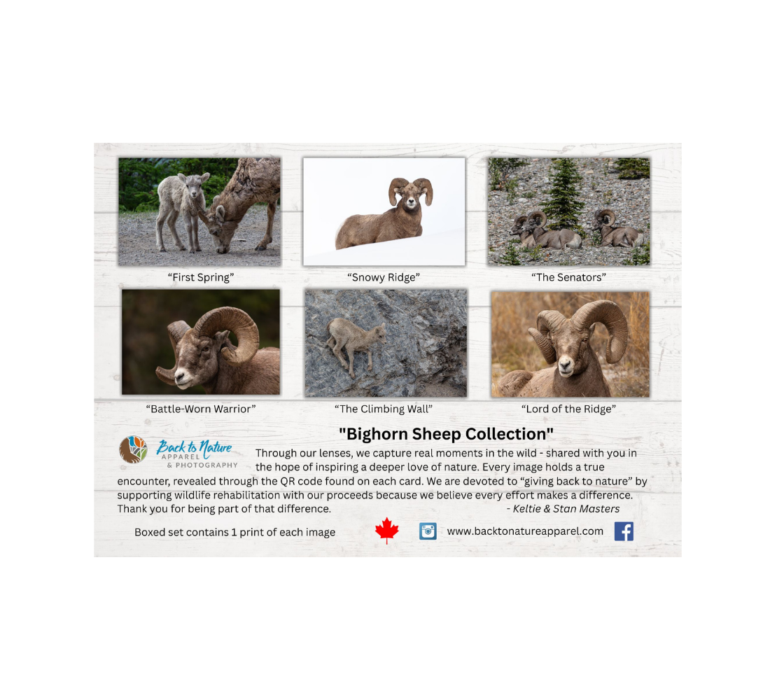A collection of six greeting cards of our photography of bighorn rams in a natural setting.setting.