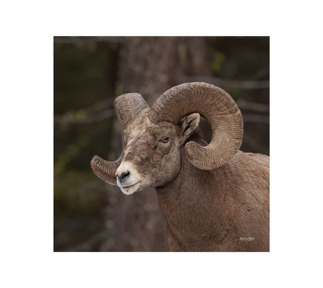 A bighorn ram portrait with a blurred  background.