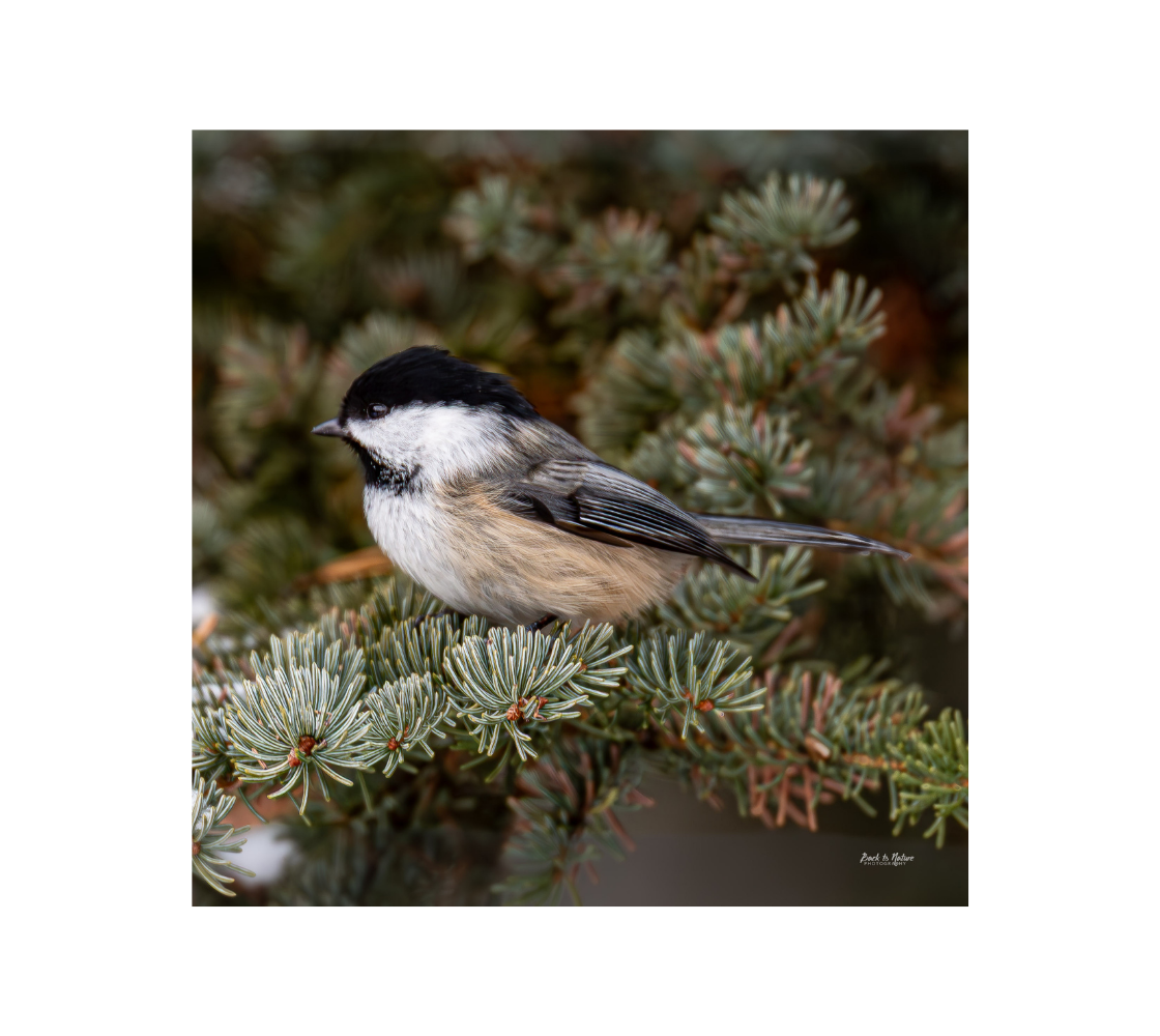 A black cap chickadee with a green background.