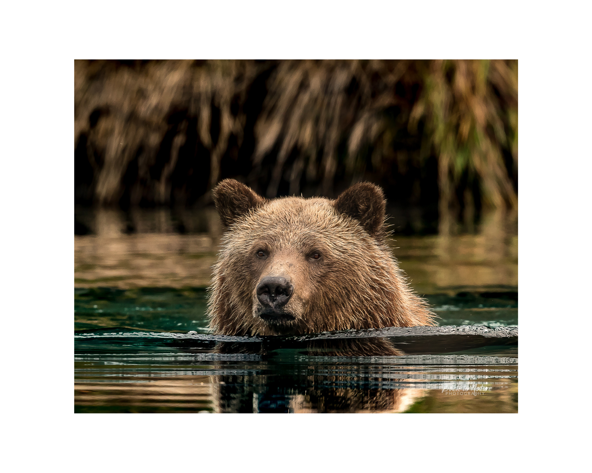 "Blue hole Dance" Mountain Grizzly Bear - 10" x 8" Matted Print