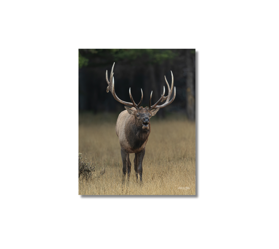 Metal Print of a bull elk with large antlers standing in a grassy field.